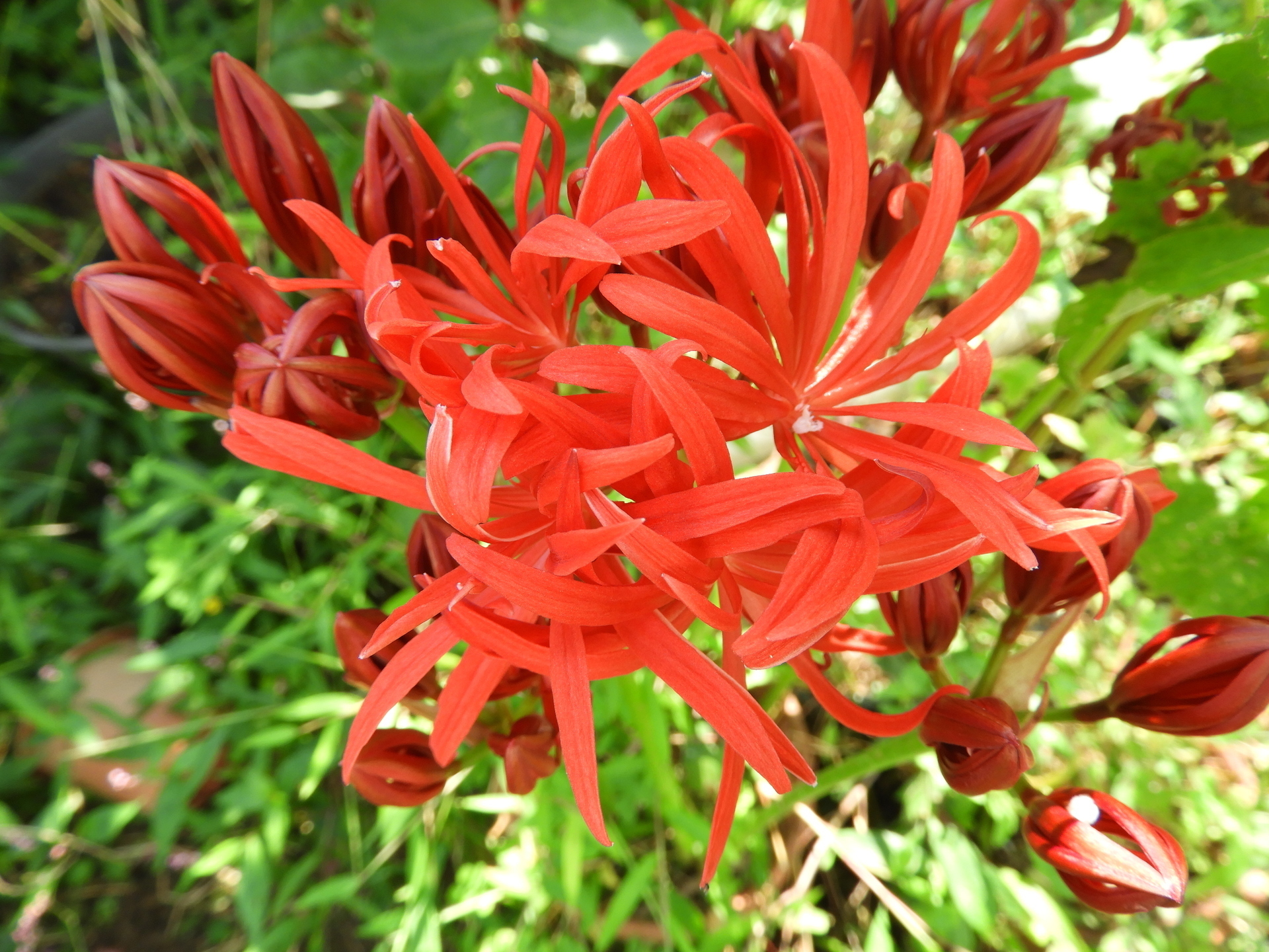 今季一番 緑の豆子 八重咲ヒガンバナ黒法師① 植物/観葉植物 