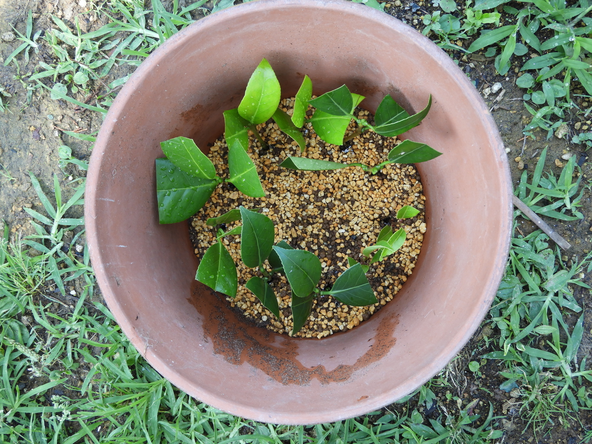 ツバキの挿し木と接ぎ木: 楽老