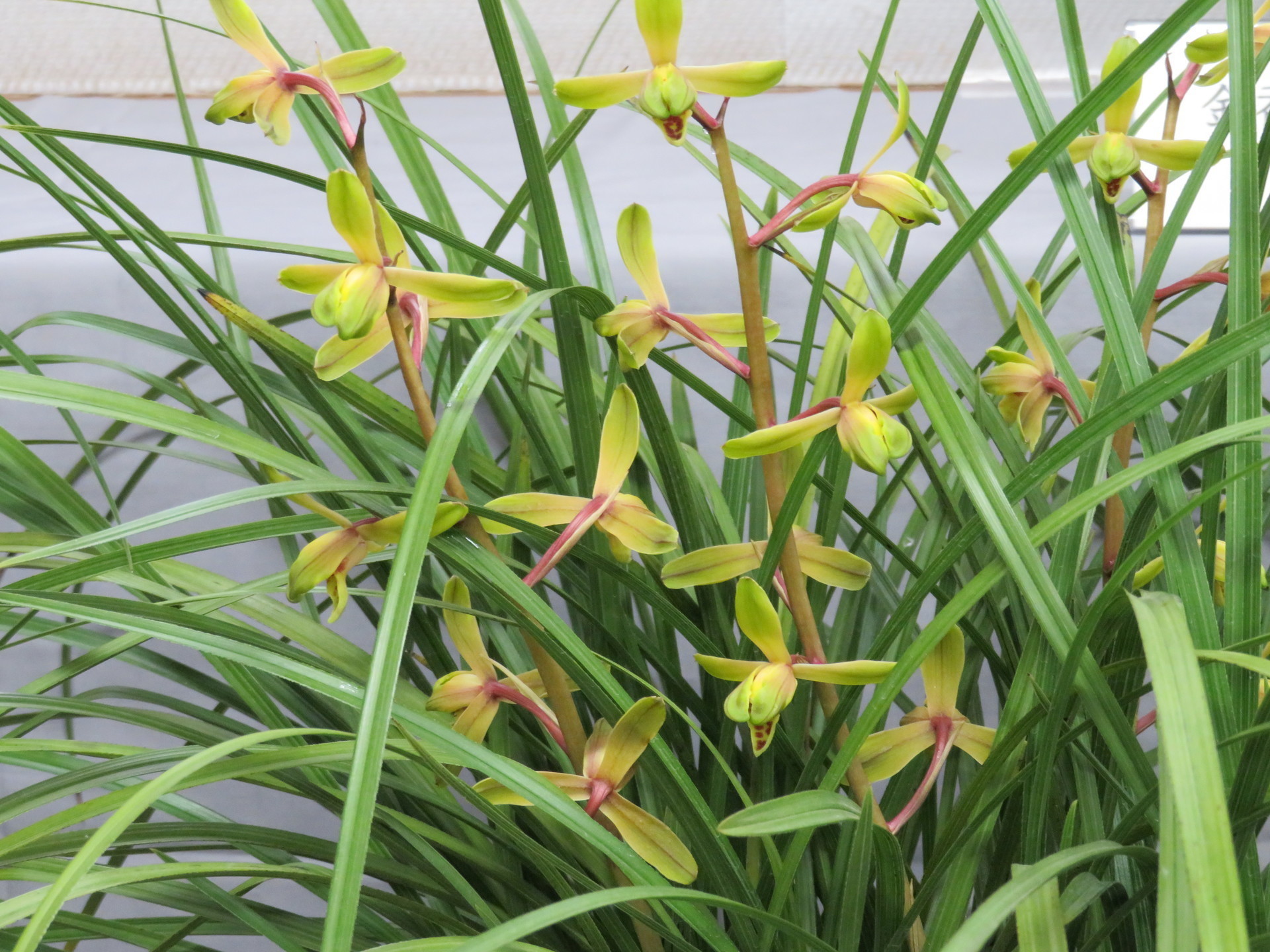 第六回中国蘭一茎九華観賞会: 楽老