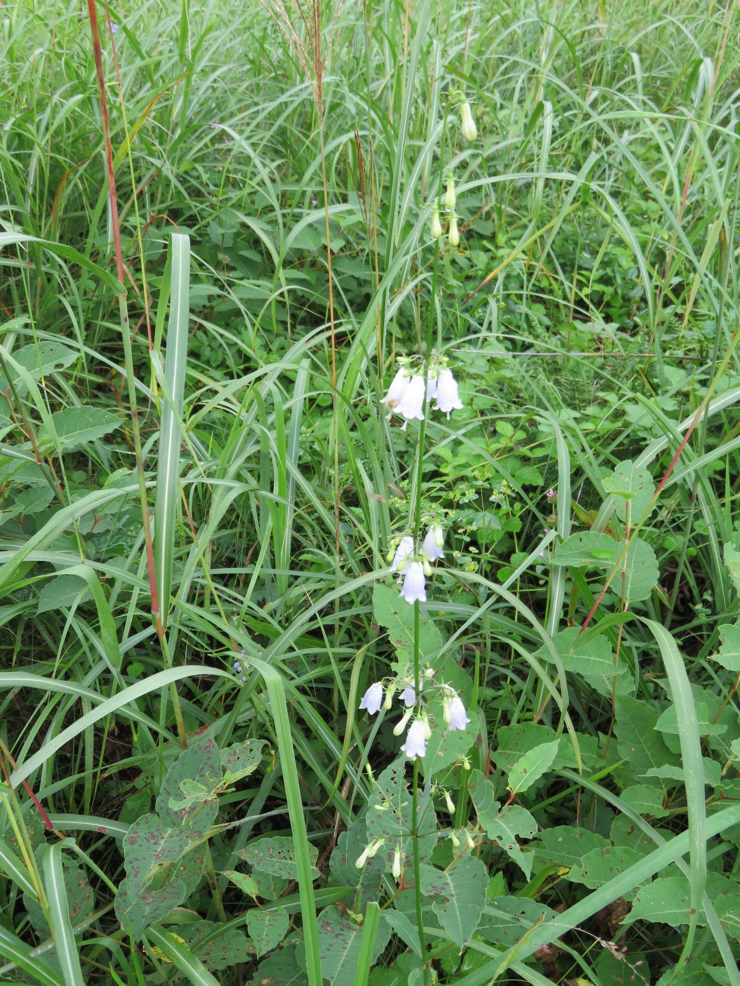 榛名山・沼の原の花その2: 楽老