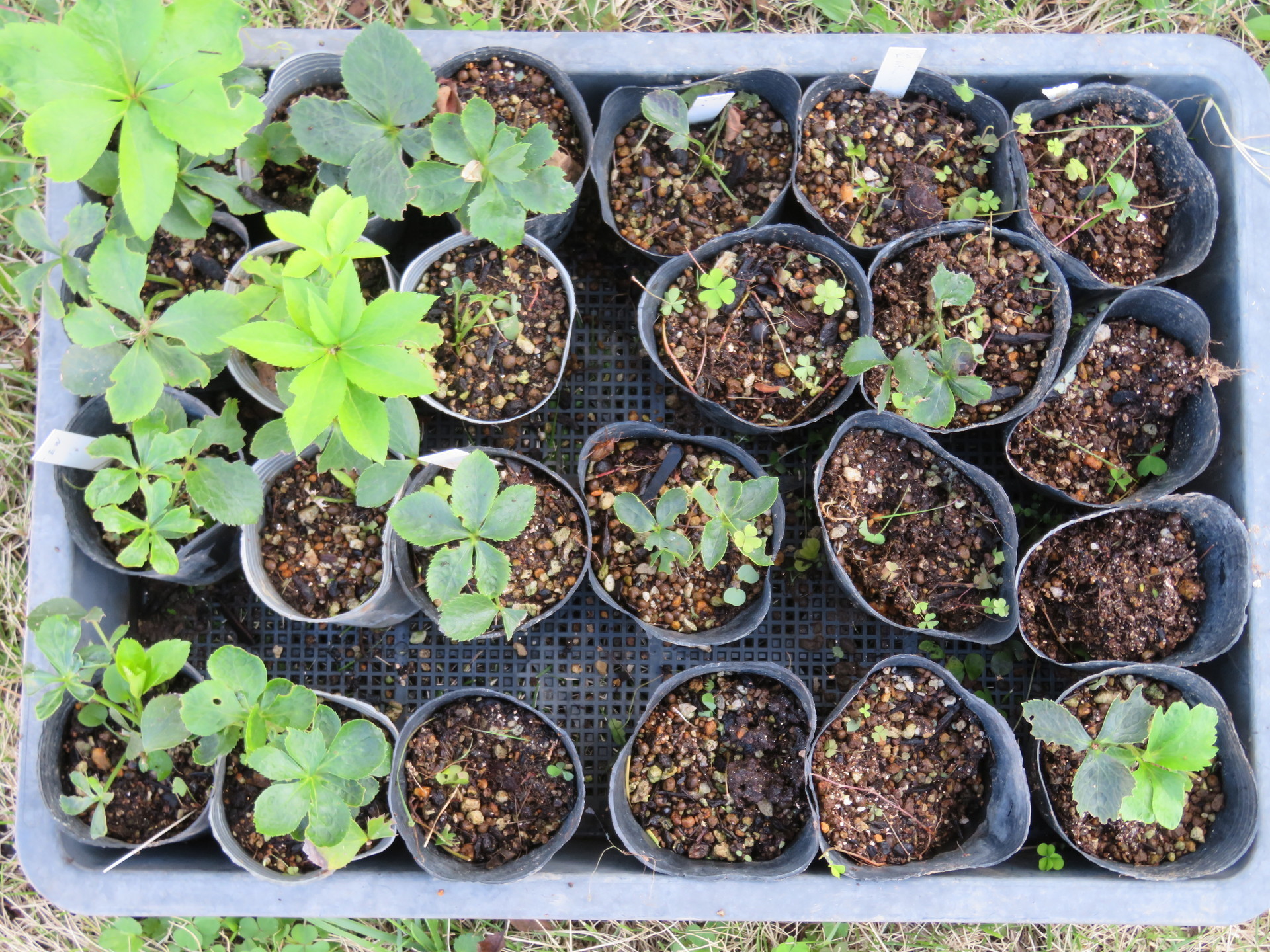 クリスマスローズ抜き苗 30本 クリスマスローズ抜き苗 30本