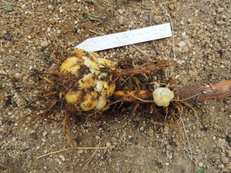 適切な価格 ユリ球根の植え替え: 楽老 その他観葉植物