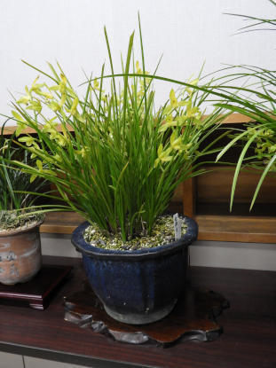 第2回一茎九華観賞の集い: 楽老