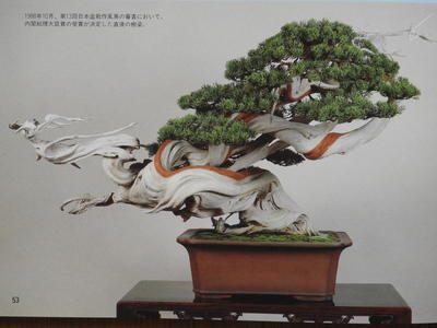 世界らん展～蘭とBONSAI～: 楽老